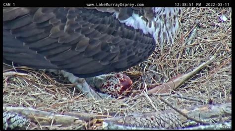 Lake Murray Osprey Lucy Lays 1st Egg Ricky Gets 1st Look Plus Brood