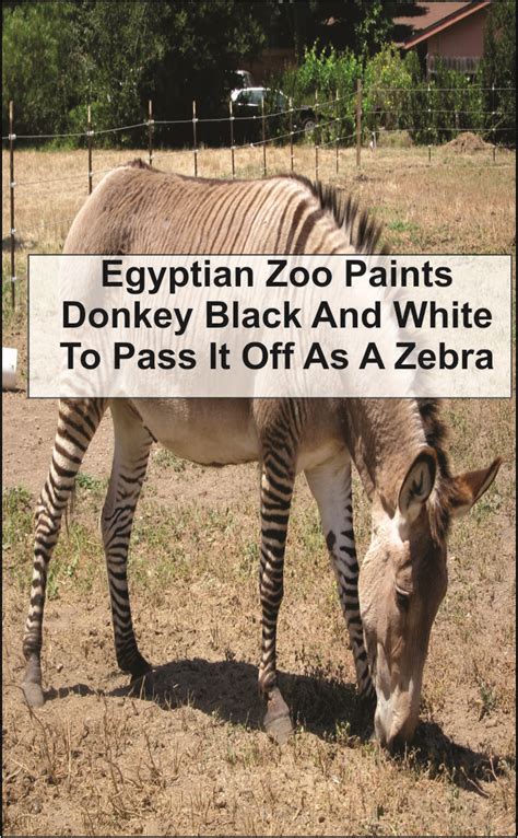 Egyptian Zoo Paints Donkey Black And White To Pass It Off As A Zebra