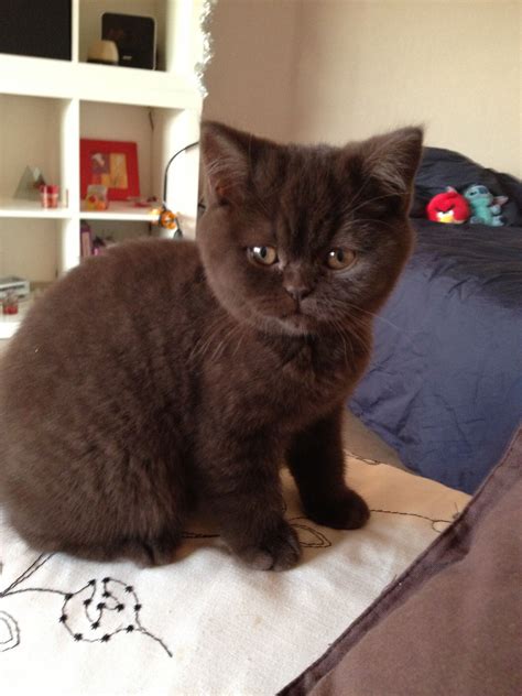 British Shorthair Cross Kittens For Sale Near Me