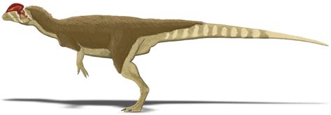 Dilophosaurus Facts And Information About Dilophosaurus Dinosaur
