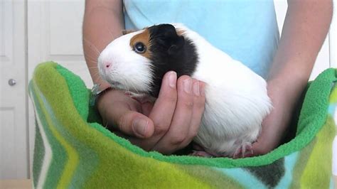 pregnant guinea pig care part  holding  guinea pig youtube