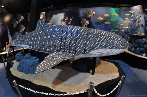 Lego Whale Shark Lego Replica Of The Largest Living Fish S Flickr