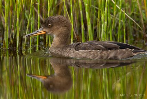 Juvenile Hooded Merganser Flickr Photo Sharing