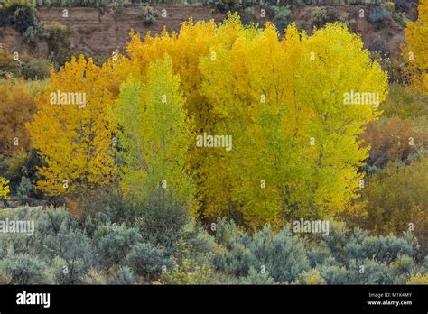 Fremonts Cottonwood Populus Fremontii Turning Gold In Autumn In