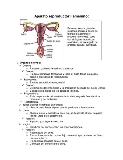 Aparato Reproductor Femenino