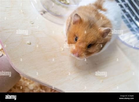 Caged Hamster Hi Res Stock Photography And Images Alamy