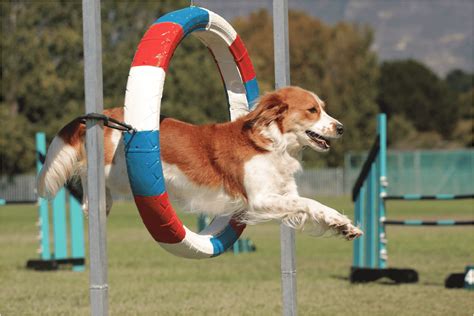 Is Puppy Agility Training Right For Your Pup K9u Chicago