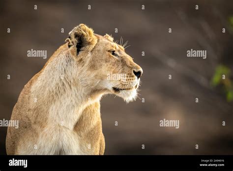 Close Up Of Lioness Panthera Leo Sitting With Blurred Background