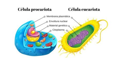 Celula Eucariota Que Es Caracteristicas Partes Y Tipos Significados Images