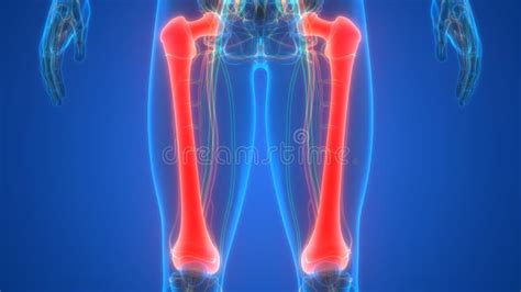 Human Skeleton System Femur Bone Joints Anatomy Stock Illustration