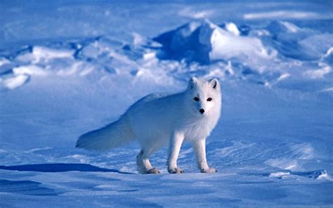 Arctic Fox Foxes Wallpapers Hd Desktop And Mobile Backgrounds