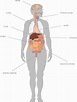 Having Map of Internal Organs to Understand Human Body | Anatomy of The ...
