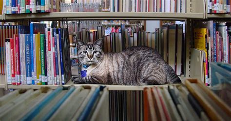 What Its Like To Be A Library Cat During The Pandemic I Love Libraries