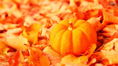 fall pumpkin wallpaper  screensavers  images