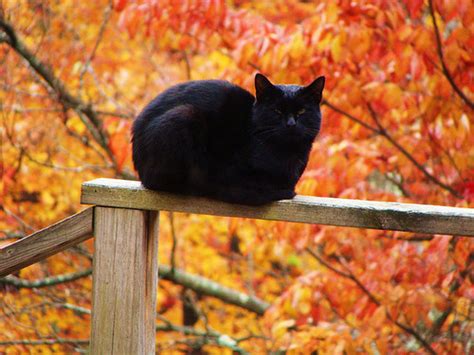 Pretty Black Cat Enjoying Autumn Weather Pictures Photos And Images
