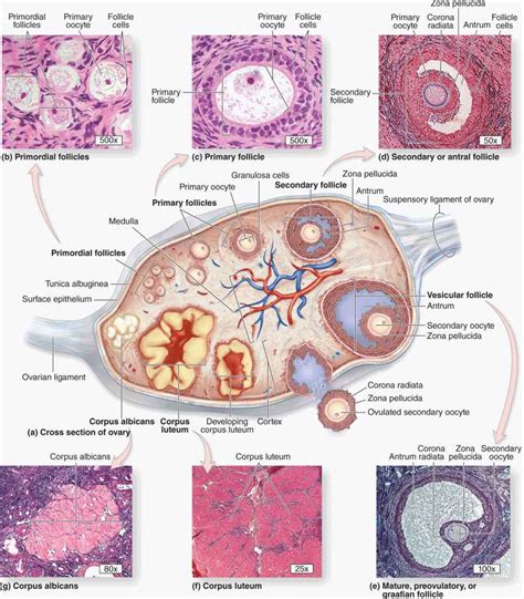 Ovary Histology Ovarian Follicles Corpus Luteum With Labeled Diagram