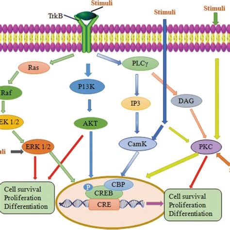 Main Signaling Pathways That Regulate The Neuroprotective Effect Of Download Scientific Diagram