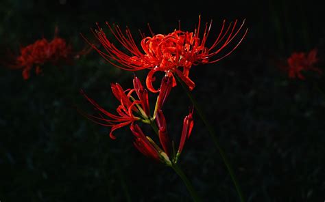 Red Flower Black Background 51 Pictures