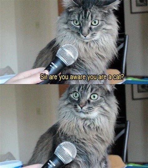 37 Of The Best Cat Memes The Internet Has Ever Made
