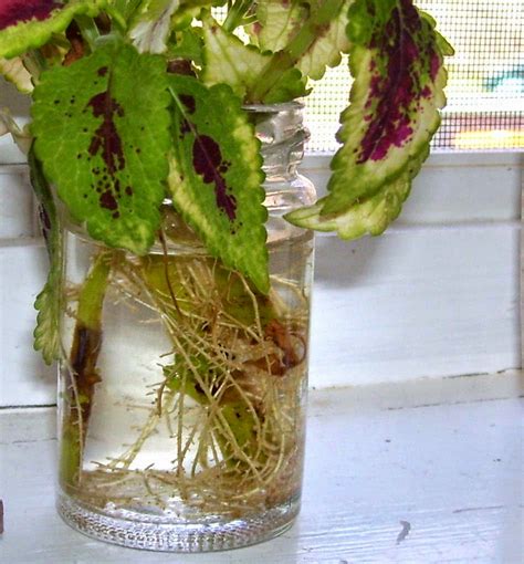 Katies Farm How To Root Geraniums And Coleus