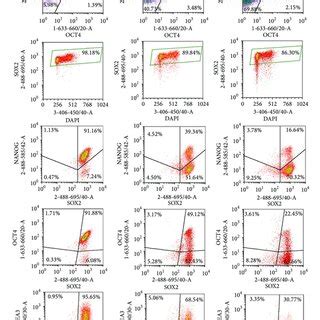 Detection Of Pluripotency Marker Sox And Differentiation Markers In