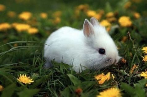 Dwarf Bunny On Tumblr