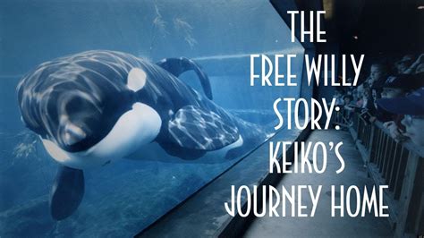 Free willy, freewilly, orca, killerwhale, orcas, keiko, ocean, renexpo, killerwhales, wasserkraft, fridaysforfuture, renexpoaustria, renexpointerhydro, kleinwasserkraft, erneuerbareenergy. The Free Willy Story: Keiko's Journey Home. Full ...