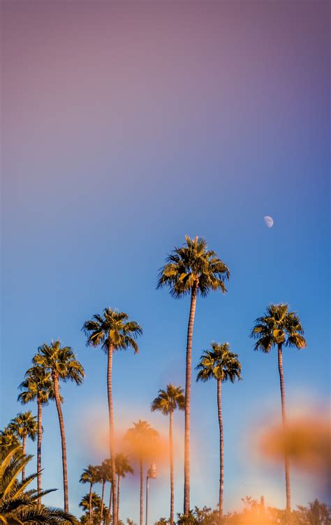 Download Wallpaper 840x1336 Portrait Palm Trees Minimal Sunset