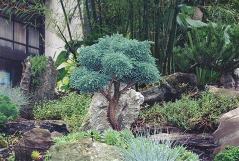 Dwarf Evergreen Trees Zone 9 Mbi Garden Plant