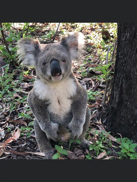 A Koala Sitting On The Ground Next To A Tree