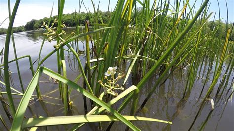 3 Plants That Help To Keep Pond Water Clear