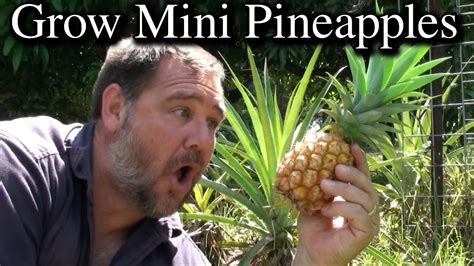 How To Grow Mini Pineapples From Tops Extra Tips And No