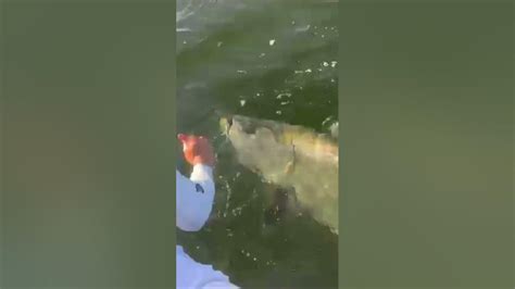 Massive 130lb Tarpon Craziest Catch Yet Fishing Floridafishing
