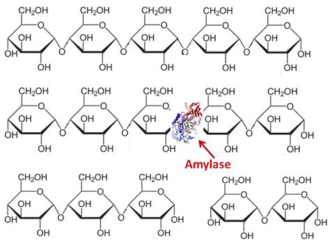 Amylase Structure