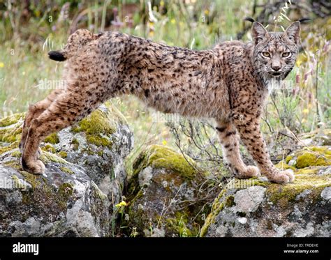 Spanish Lynx Lynx Pardinus Male Standing On Boulders Spain Donana