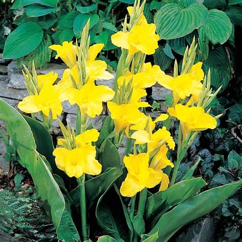 Yellow Futurity Canna Tropical Bog Plant The Pond Guy