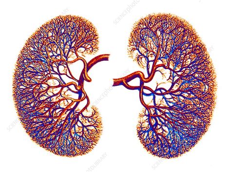 Kidneys Blood Supply Artwork Stock Image F0181463 Science