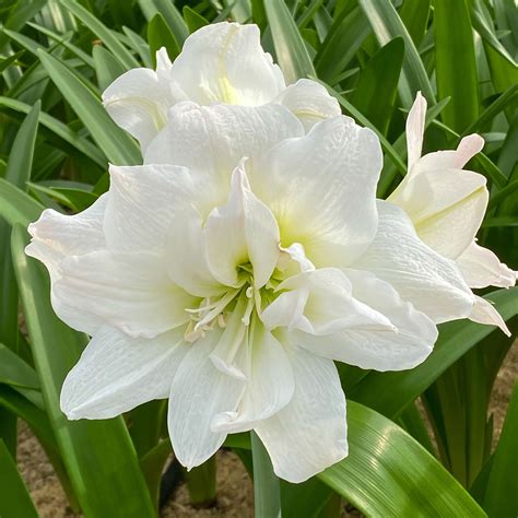Buy Amaryllis Hippeastrum Arctic Nymph Double Flowered White Flower