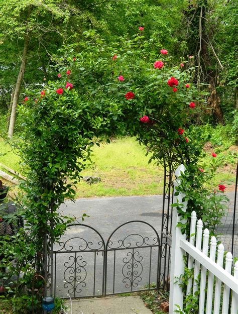 Rose Arbor Garden Arches Garden Gates Garden Arch