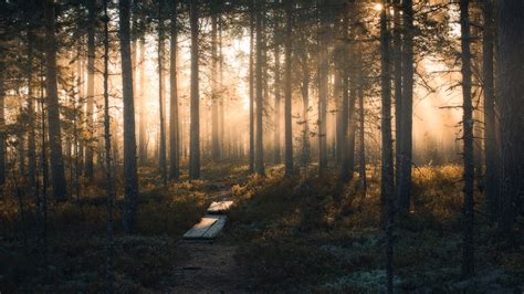 Forest With Trees And Sunbeam During Morning Hd Nature Wallpapers Hd
