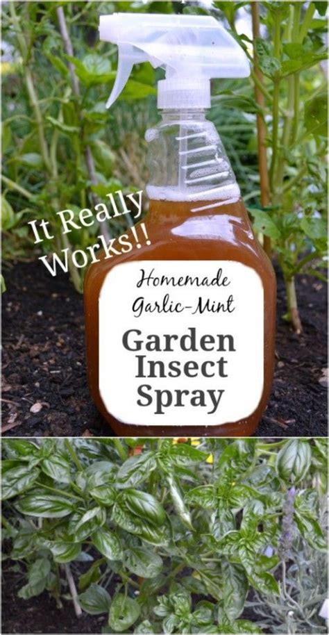 A combination of half apple cider vinegar (although normal vinegar works just as well) and half water in a spray bottle works perfectly to repel those pests. 10 Homemade Insecticides That Keep Your Garden Pest Free Naturally | Homemade insecticide, Mint ...
