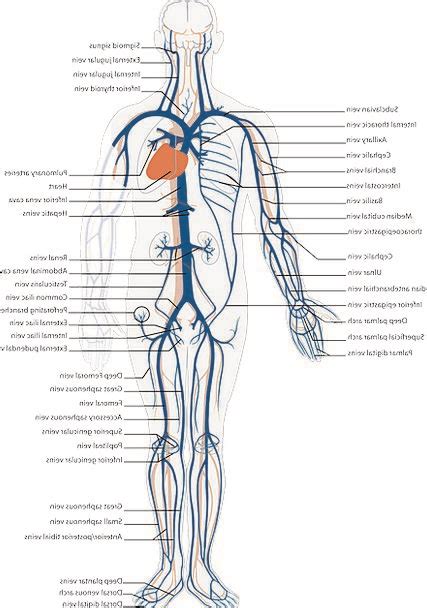 The pulmonary artery takes the blood which leaves the right ventricle of the heart, deoxygenated at this point, and transports the blood to the lungs. Labeled Diagram Of The Body Organs ~ DIAGRAM