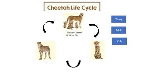 Leopard Life Cycle Diagram