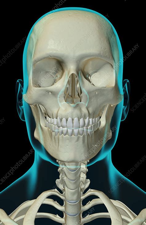 How many bones are in the skull? 'The bones of the head, neck and face' - Stock Image ...