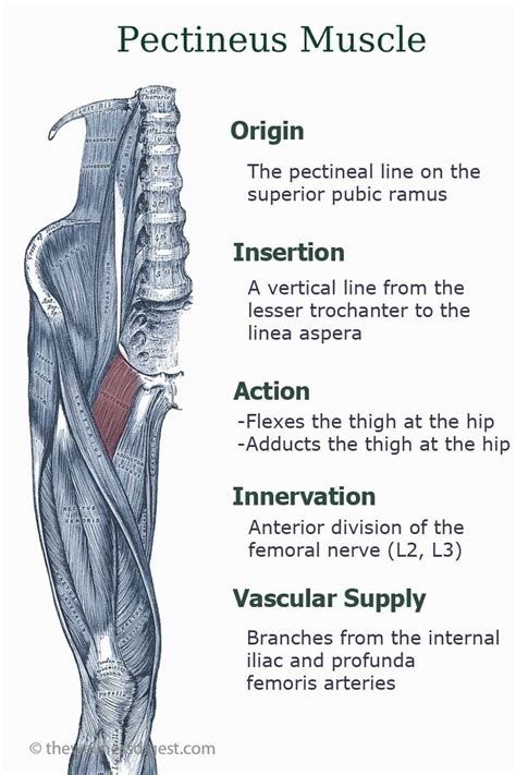 Pectineus Muscle Anatomy Human Muscle Anatomy Muscle Anatomy Leg