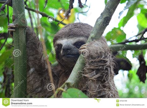 A Three Toed Sloth In The Amazon Jungle Peru Stock Image Image Of