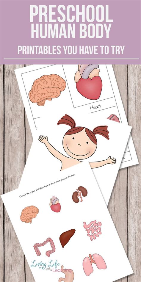 Free Human Body Printables For Kindergarten Printable Templates