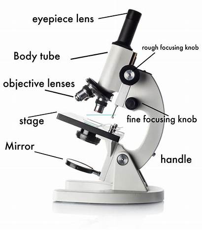 Microscope Diagram Labelled Science