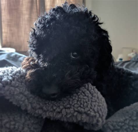 125 Best Poodle Dog Names The Paws