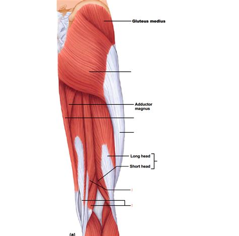 Upper Thigh Muscles Diagram Quizlet